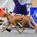 Mabel in group at the Houston World Series of Dog Shows